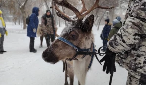 Открытие новогодней аллеи в "Изумрудном" парке. 