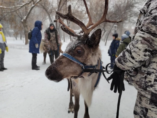 Открытие новогодней аллеи в "Изумрудном" парке. 