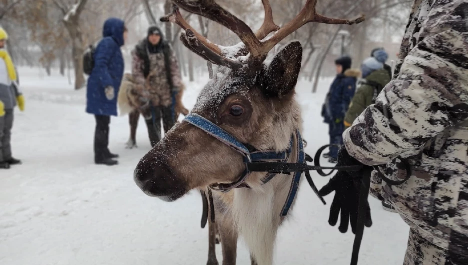 Открытие новогодней аллеи в "Изумрудном" парке. 