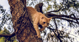 Рыжий кот на дереве.
