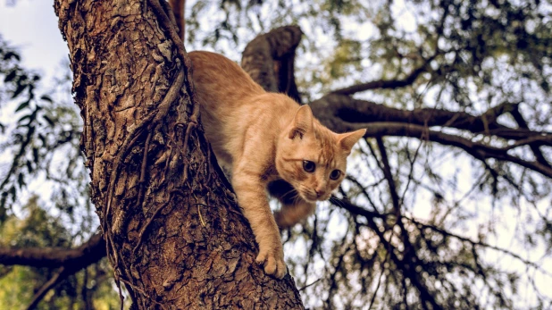 Рыжий кот на дереве.