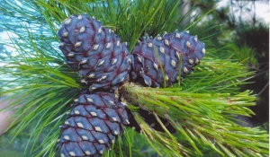 Сибирский кедр.