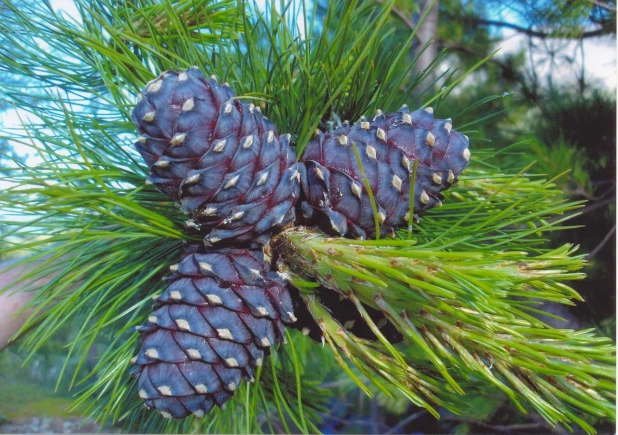 Сибирский кедр.