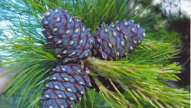 Сибирский кедр.