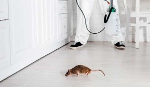 Уничтожение крыс.