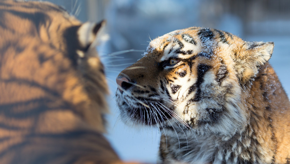 Ветер и мороз ни по чем. Барнаульский зоопарк рассказал, как чувствуют себя животные в непогоду