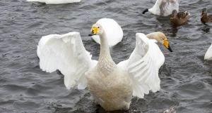 Лебединый заказник 2023.