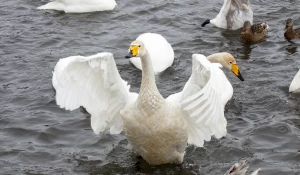 Лебединый заказник 2023.