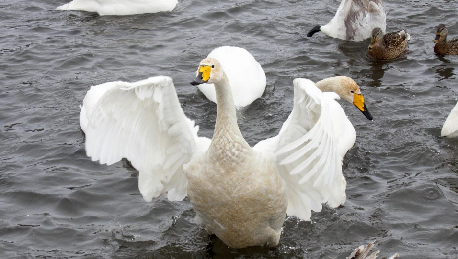 Лебединый заказник 2023.