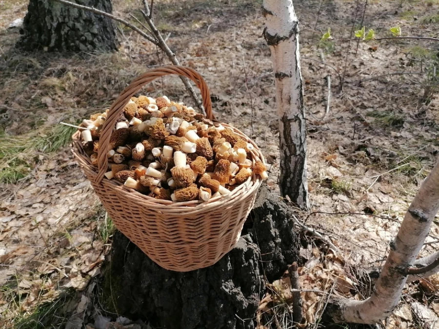 Большой урожай грибов 