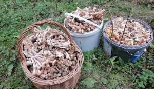 Большой урожай грибов 