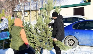 Барнаульцы сдают новогодние ели на переработку
