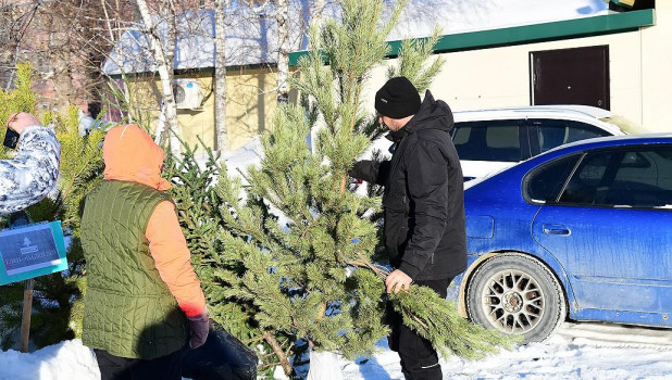 Барнаульцы сдают новогодние ели на переработку