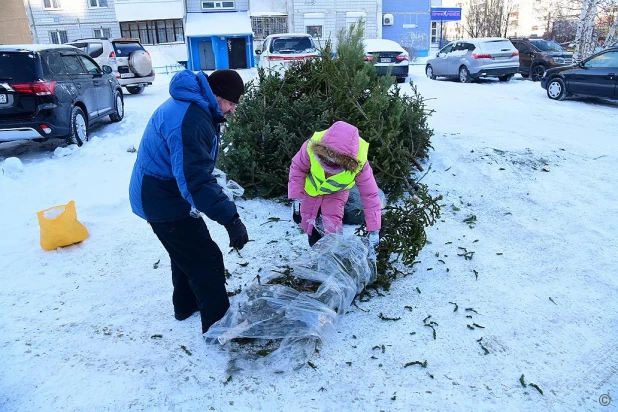 Барнаульцы сдают новогодние ели на переработку