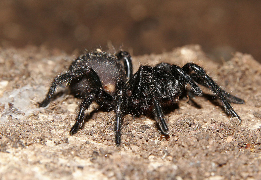 Сиднейский воронковый паук.