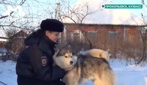 Полицейская спасла хаски.