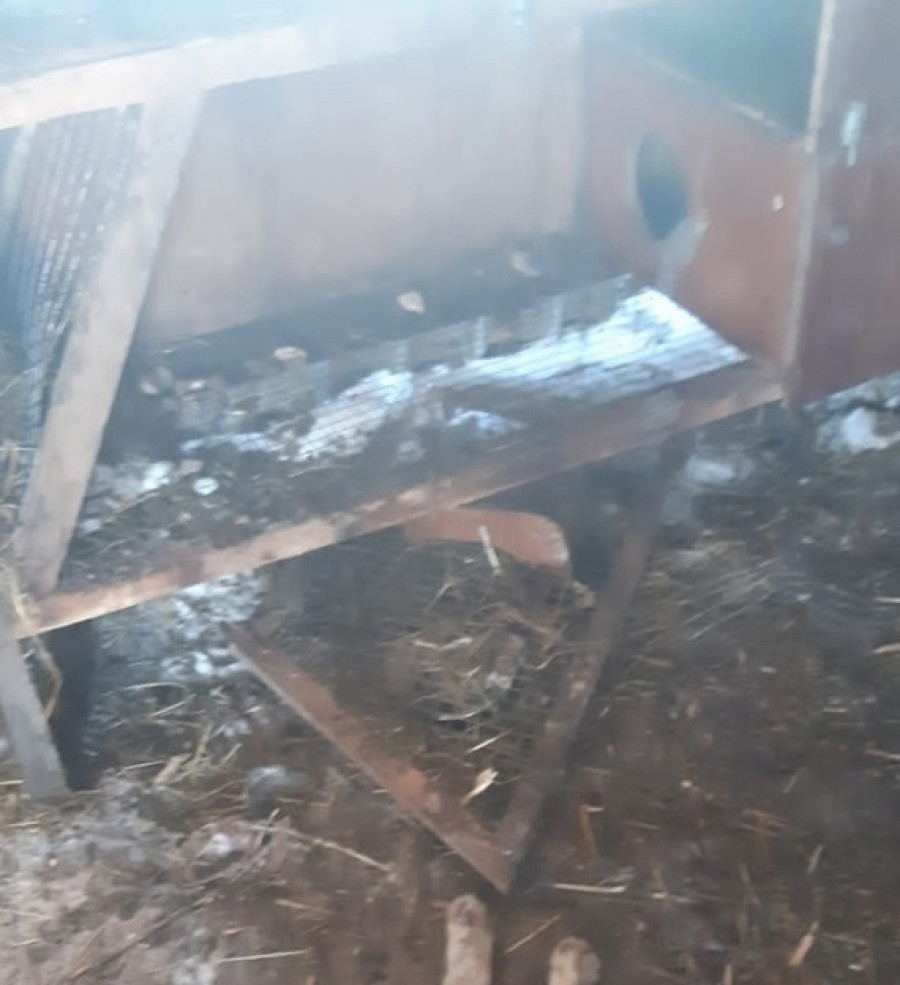Бродячие собаки загрызли домашних кроликов в Бийске.