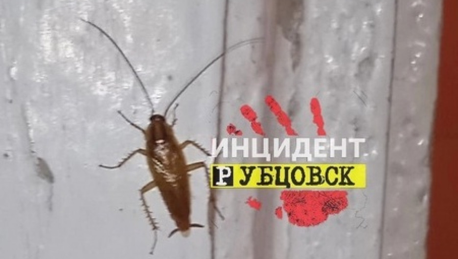 Жители Рубцовска пожаловались на гигантских тараканов в больнице
