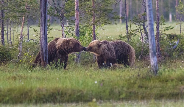 Медведи.