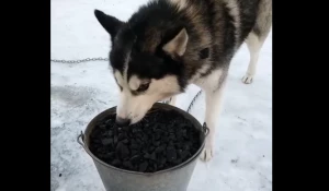 Хаски ест уголь.