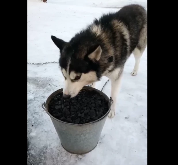 Хаски ест уголь.