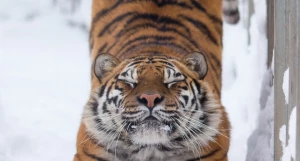 Животные барнаульского зоопарка