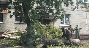 Снос аварийных деревьев в Барнауле.