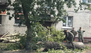 Снос аварийных деревьев в Барнауле.