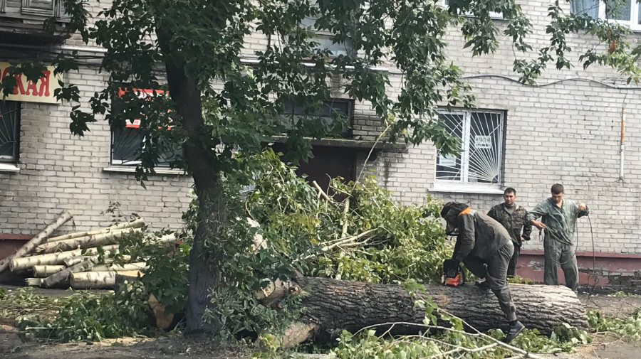 Снос аварийных деревьев в Барнауле.