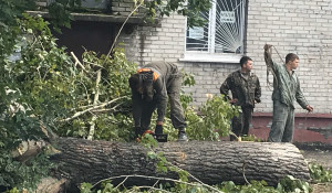 Снос аварийных деревьев в Барнауле.