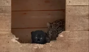 Котенок леопардов