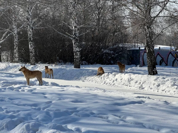 Бродячие собаки. 