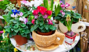 Комнатные цветы.
