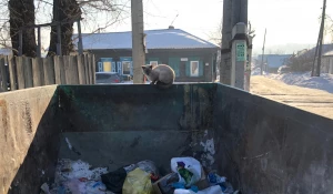 Сторож у мусора.