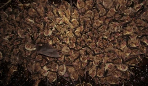 Летучие мыши.