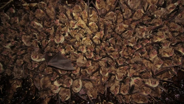 Летучие мыши.