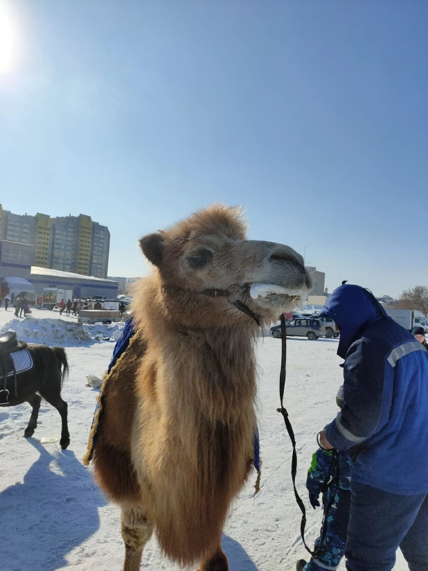 Масленица в Барнауле