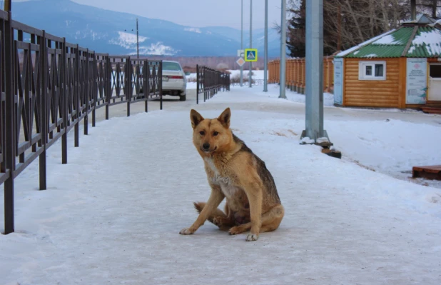 Иволгинский дацан. 