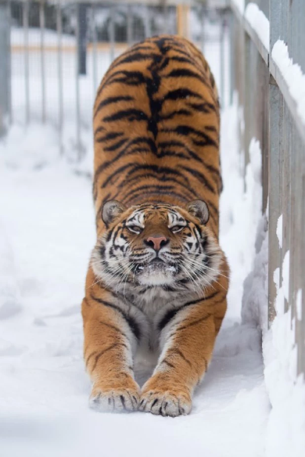 Коты и кошки барнаульского зоопарка