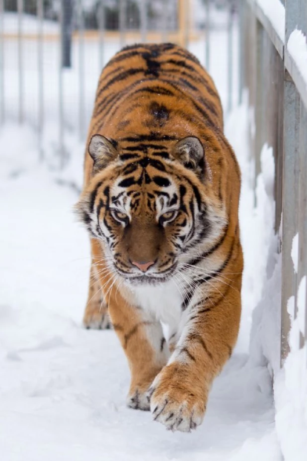 Коты и кошки барнаульского зоопарка