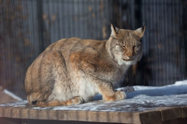 Коты и кошки барнаульского зоопарка