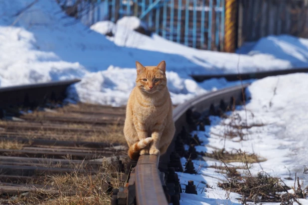 Кот-пирожок, который греется на солнышке.