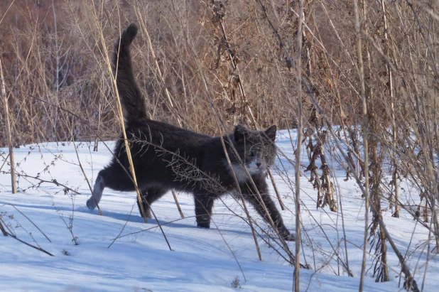 Прогуливающийся кот.