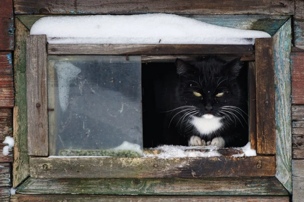 кот, который выглядывает из своего терема.