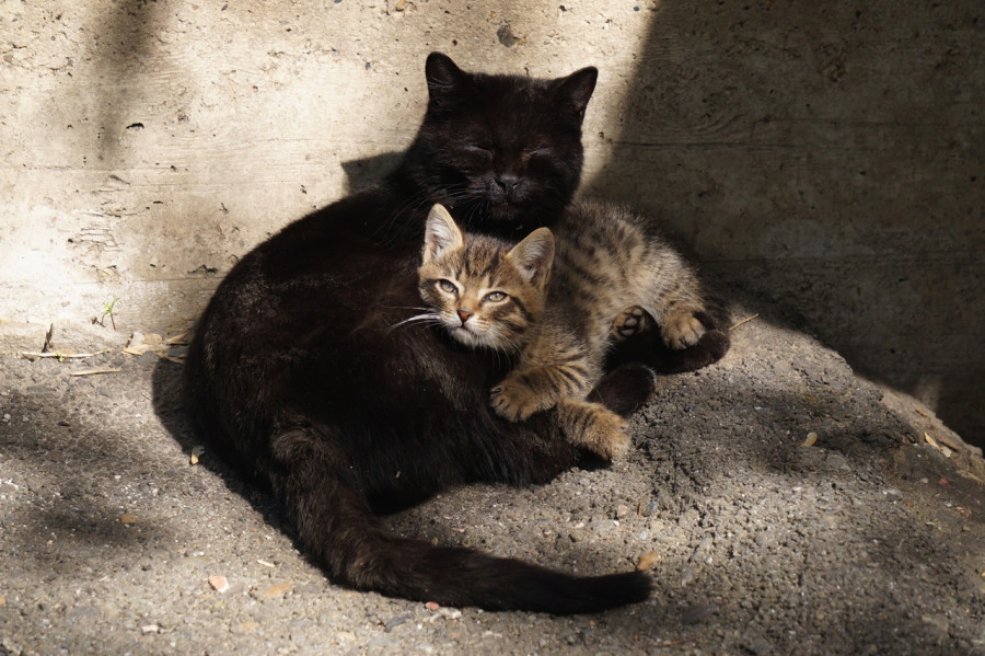 Кошки, которые ловят теплые лучи солнца.