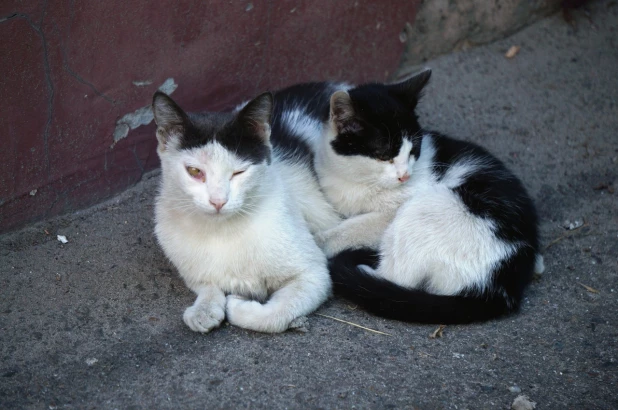 Еще один кот, который подмигивает.