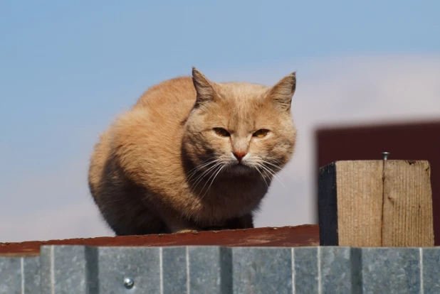 Кот, который выглядывает солнце.