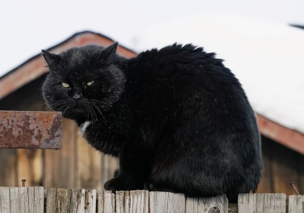 Кот, который еще не согрелся.