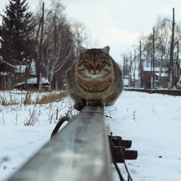 Монорельсовый кот.