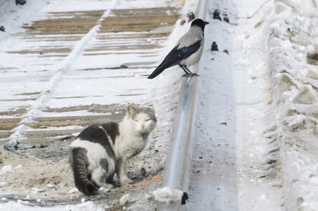 Важная беседа кота с вороной.